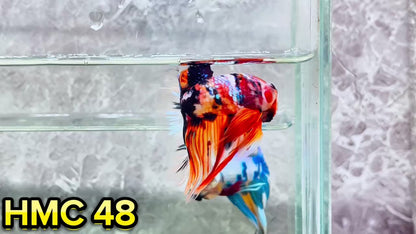 Multicolor Halfmoon Male Betta Fish | High Grade | Order Directly From Farm|  You Pick Fish |