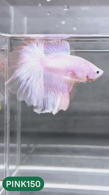 Pink Halfmoon Male Betta Fish | You Pick Fish | Order Directly From Farm