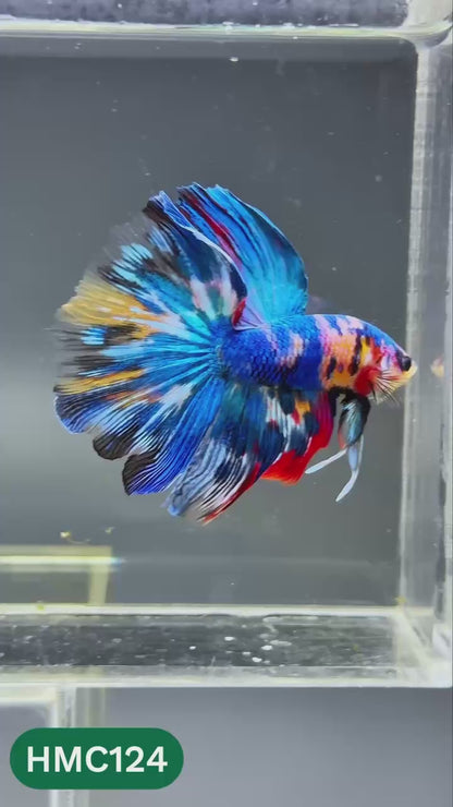 Multicolor Halfmoon Male Betta Fish | Order Directly From Farm | You Pick Fish