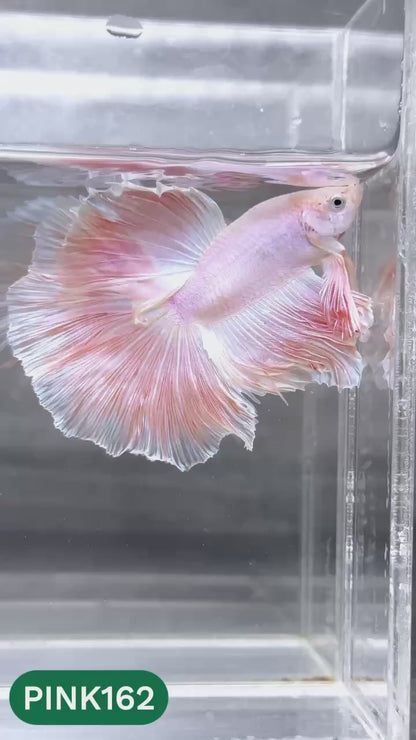 Pink Halfmoon Male Betta Fish | You Pick Fish | Order Directly From Farm