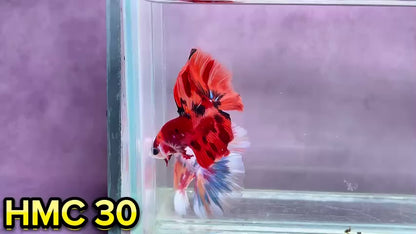 Multicolor Halfmoon Male Betta Fish | Order Directly From Farm | You Pick Fish