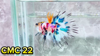 Crowntail Multicolor Male Betta Fish | High Grade | You Pick Fish |