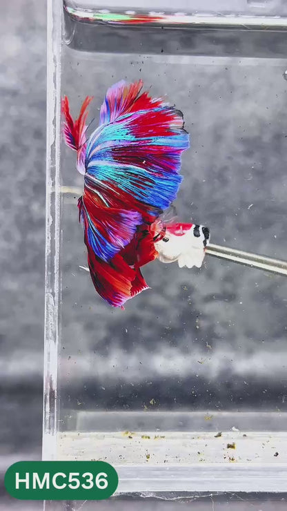 Nemo Halfmoon Male Betta Fish | Order Directly From Farm | You Pick Fish