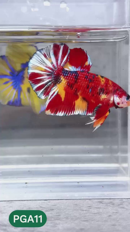 King Giant Plakat Male Betta Fish | You Pick Fish | High Grade