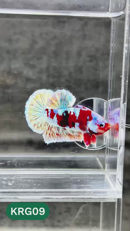 Koi Red Gold Galaxy Plakat Male Betta Fish | You Pick Fish