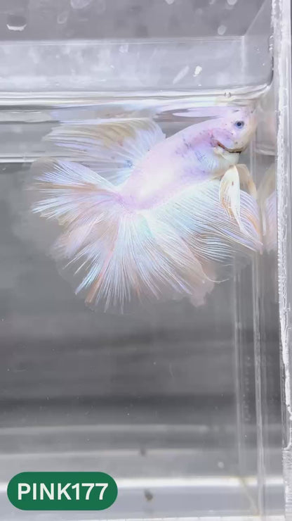 Pink Halfmoon Male Betta Fish | You Pick Fish | Order Directly From Farm