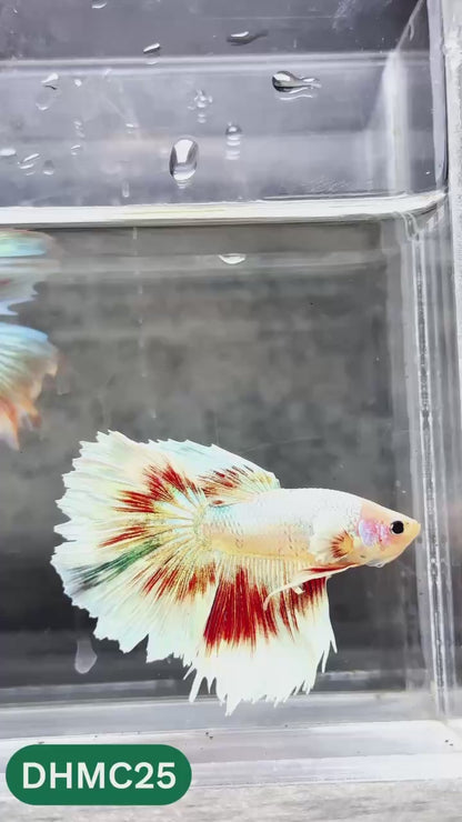 Multicolor Halfmoon Male Betta Fish | High Grade | Order Directly From Farm |  You Pick Fish |