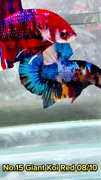 King Giant Plakat Male Betta Fish | You Pick Fish | High Grade