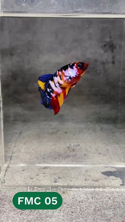 Multicolor Female Betta Fish | You Pick Fish | High Grade