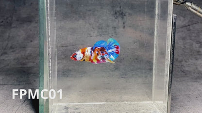 Multicolor Female Betta Fish | You Pick Fish  | High Grade