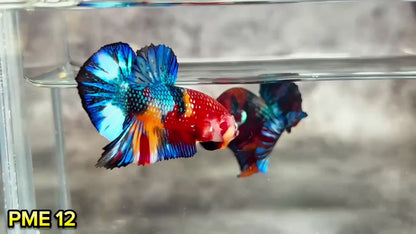 Metallic Plakat Betta Fish | You Pick Betta | Show Grade