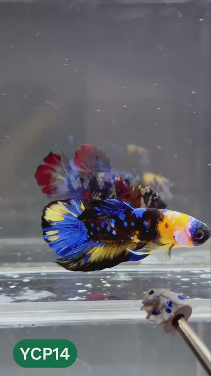 Koi Yellow Plakat Male Betta Fish | Show Grade | You Pick Fish