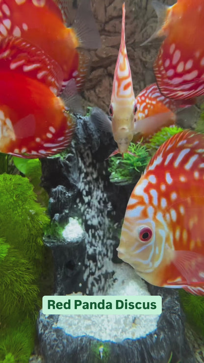 Red Panda Discus Fish