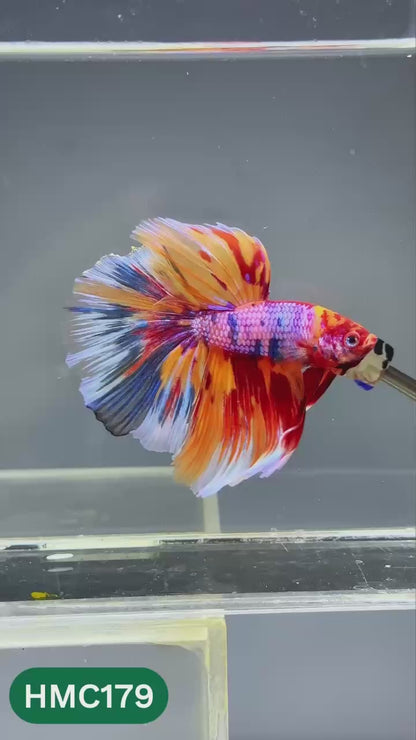 Multicolor Halfmoon Male Betta Fish | Order Directly From Farm | You Pick Fish