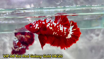 Golden Star Dust Galaxy Plakat Male Betta Fish | Super Rare | You Pick Fish