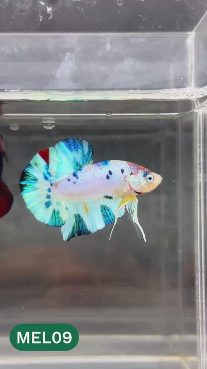 Metallic Plakat Betta Fish | You Pick Betta | Show Grade