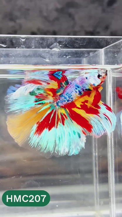 Multicolor Halfmoon Male Betta Fish | Order Directly From Farm | You Pick Fish