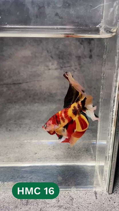 Multicolor Halfmoon Male Betta Fish | High Grade | Order Directly From Farm |  You Pick Fish |