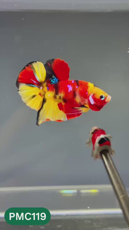 Multicolor Plakat Male Betta Fish |Show Grade|  You Pick Fish