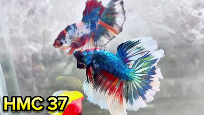 Multicolor Halfmoon Male Betta Fish | High Grade | Order Directly From Farm|  You Pick Fish |