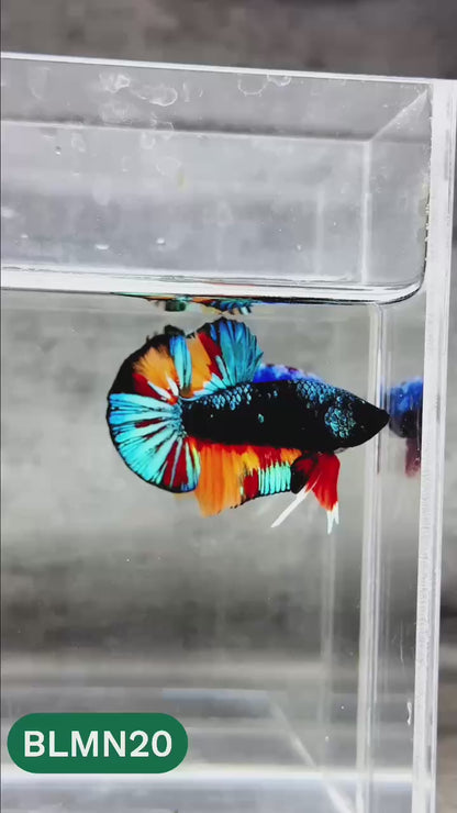 Dark Flame Hellfire Plakat Male Betta Fish | You Pick Fish | Rare Betta