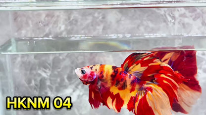 Nemo Halfmoon Male Betta Fish | Order Directly From Farm | You Pick Fish