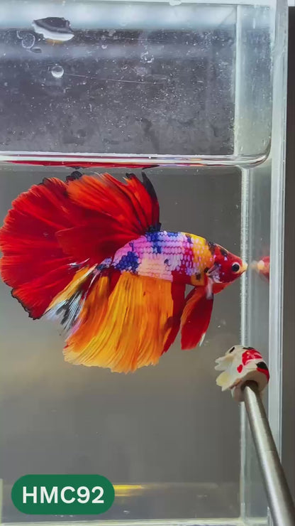 Multicolor Halfmoon Male Betta Fish | High Grade | Order Directly From Farm |  You Pick Fish |