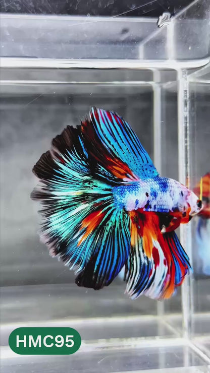 Nemo Halfmoon Male Betta Fish | Order Directly From Farm | You Pick Fish