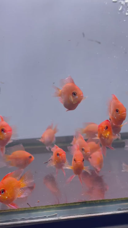 German Gold Balloon Ram Cichlid