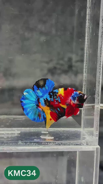 Multicolor Yellow Base Plakat Male Betta Fish | Order Directly From Farm |  You Pick Fish