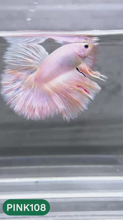 Pink Halfmoon Male Betta Fish | You Pick Fish | Order Directly From Farm