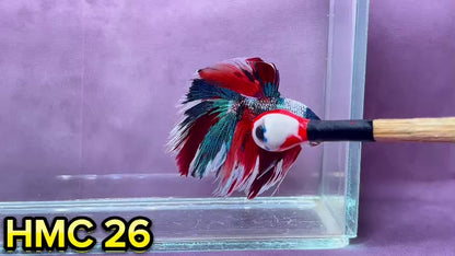 Multicolor Halfmoon Male Betta Fish | Order Directly From Farm | You Pick Fish