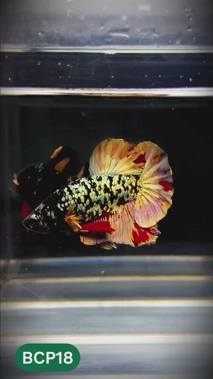 Black Panther Plakat Male Betta Fish | You Pick Fish | Rare Betta