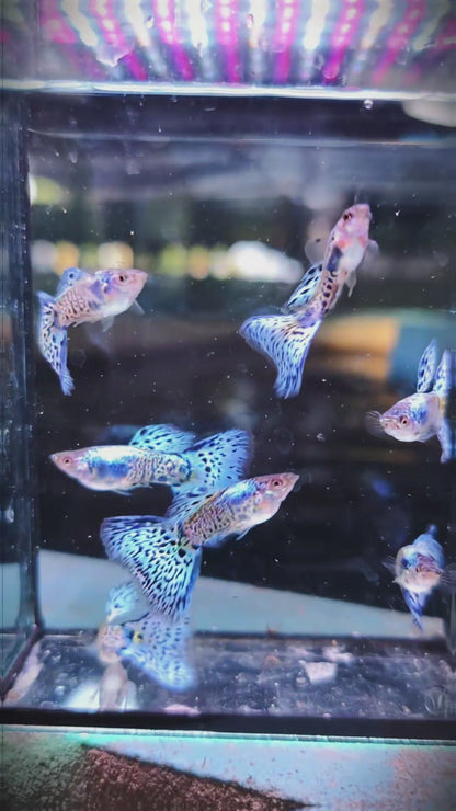 Blue Grass Fancy Guppy Fish
