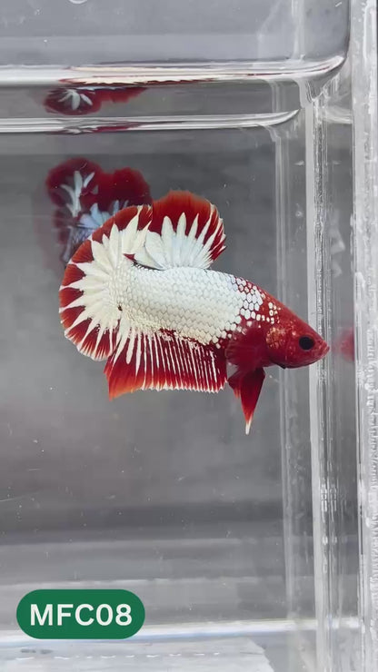 Hellboy Plakat Male Betta Fish | Order Directly From Farm | You Pick Fish