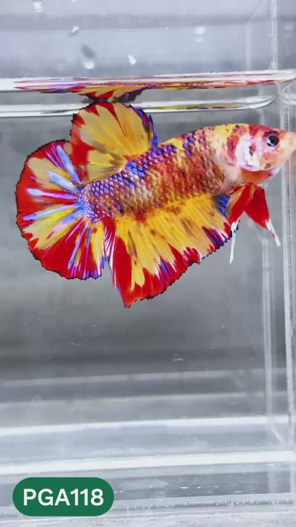 King Giant Plakat Male Betta Fish | You Pick Fish | High Grade