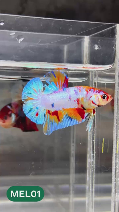 Metallic Plakat Betta Fish | You Pick Betta | Show Grade