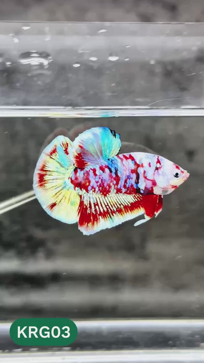 Koi Red Gold Galaxy Plakat Male Betta Fish | You Pick Fish