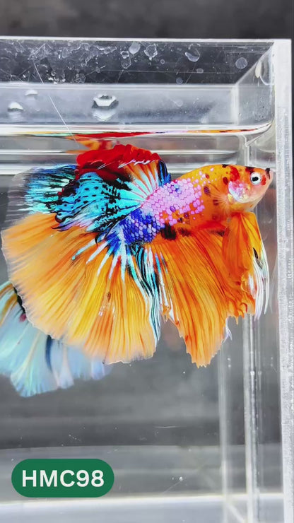 Nemo Halfmoon Male Betta Fish | Order Directly From Farm | You Pick Fish
