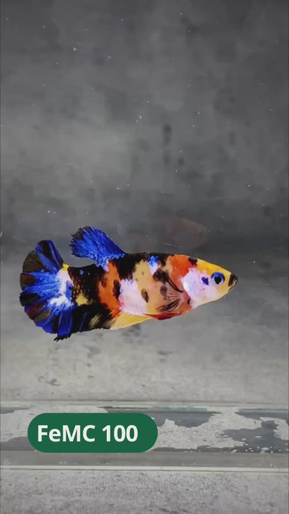 Multicolor Female Betta Fish | You Pick Fish | High Grade