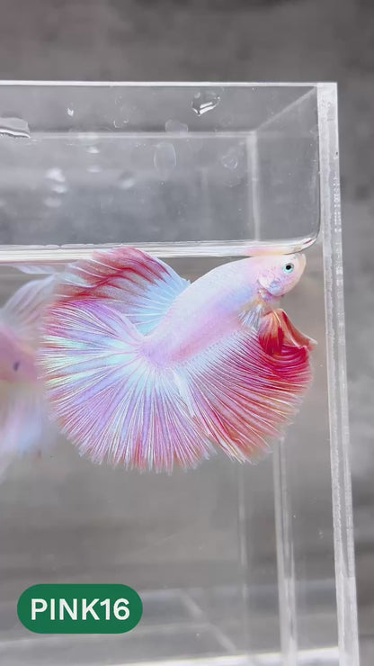 Pink Halfmoon Male Betta Fish | You Pick Fish | Order Directly From Farm