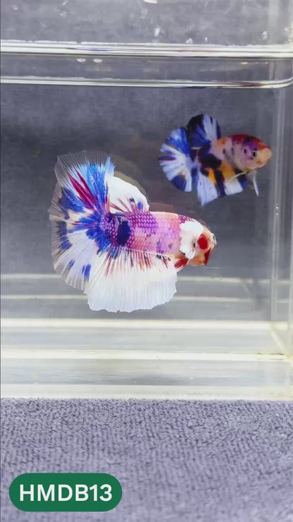 Dumbo Koi Nemo Halfmoon Male Betta | You Pick Fish