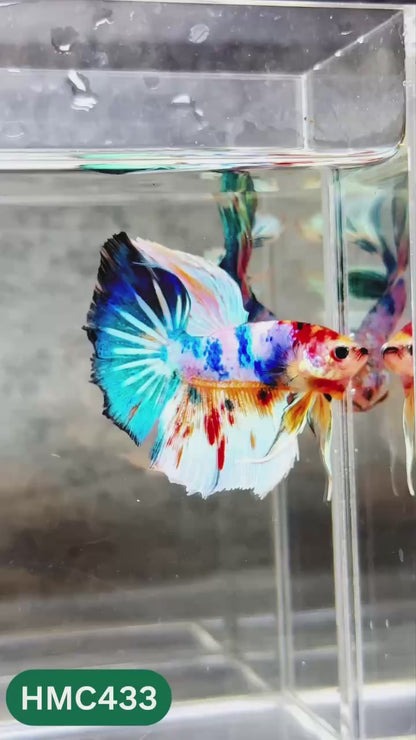 Multicolor Halfmoon Male Betta Fish | Order Directly From Farm | You Pick Fish