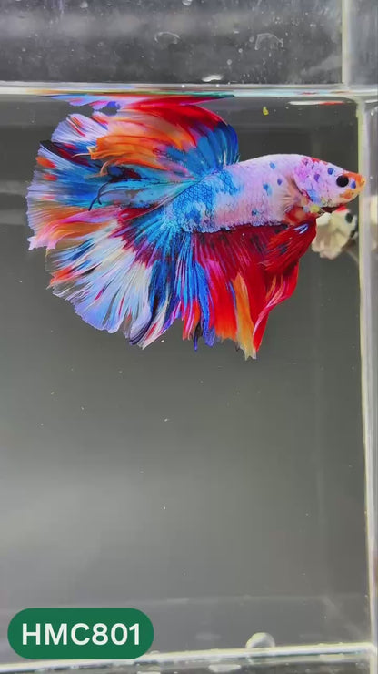 Nemo Halfmoon Male Betta Fish | Order Directly From Farm | You Pick Fish