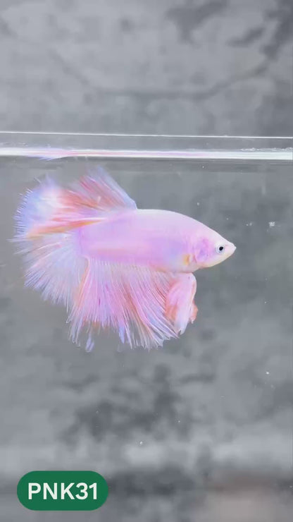 Pink Halfmoon Male Betta Fish | You Pick Fish | Order Directly From Farm