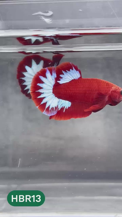 Hellboy Plakat Male Betta Fish | Order Directly From Farm | You Pick Fish