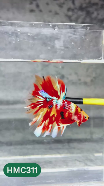 Multicolor Halfmoon Male Betta Fish | High Grade | Order Directly From Farm |  You Pick Fish |