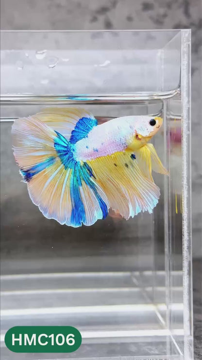 Multicolor Halfmoon Male Betta Fish | High Grade | Order Directly From Farm |  You Pick Fish |