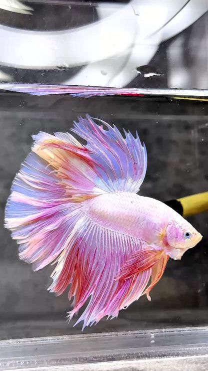 Pink Halfmoon Male Betta Fish | You Pick Fish | Order Directly From Farm