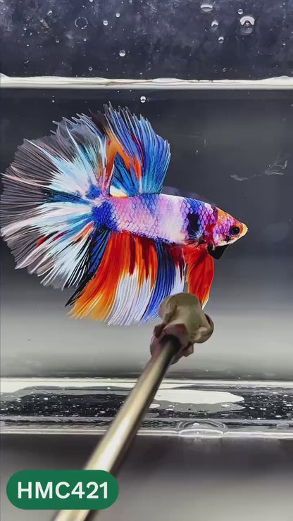 Nemo Halfmoon Male Betta Fish | Order Directly From Farm | You Pick Fish